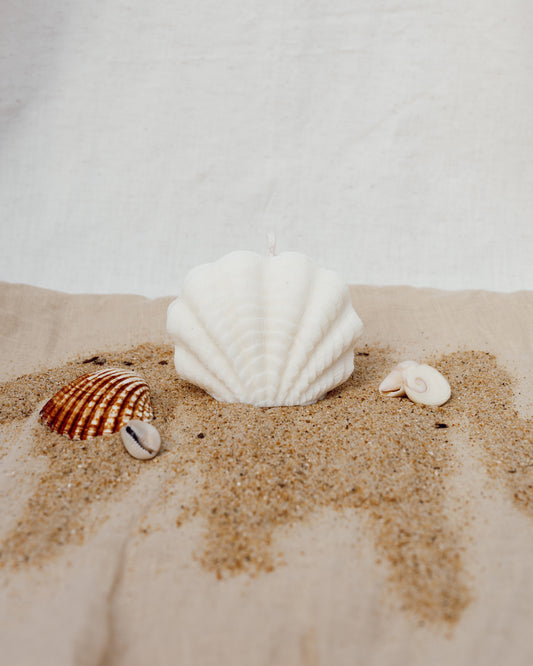 Coquillage Aphrodite