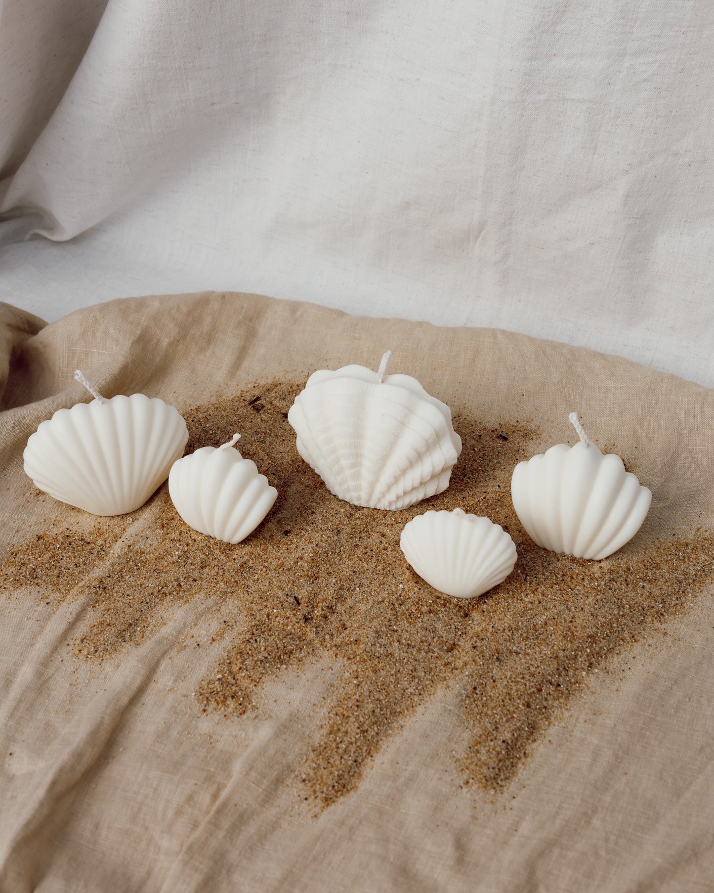 Coquillage Aphrodite