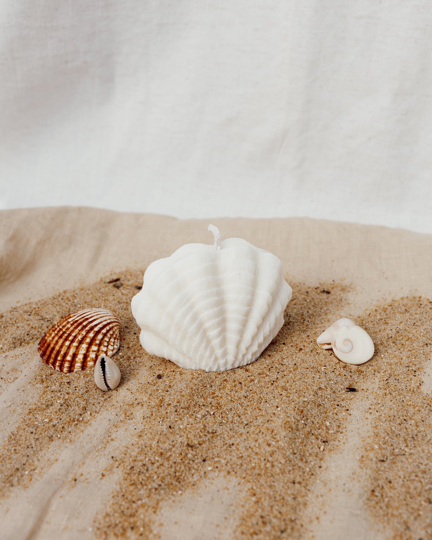 Coquillage Aphrodite